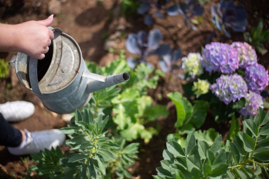 Économiser l'eau au jardin sans arrosage intensif