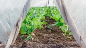 Une ligne de goutte-à-goutte arrose des plants de légumes au potager