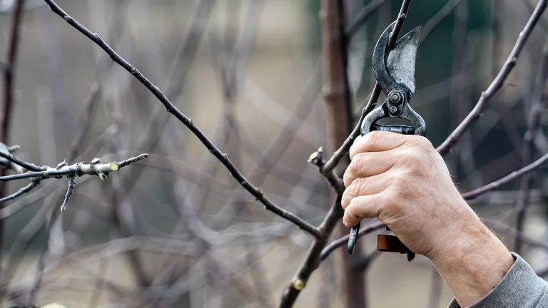 Une main taille une branche d'arbre fruitier au sécateur en hiver