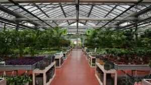 L'allée centrale d'une jardinerie sous serre, bordée de plantes en pots